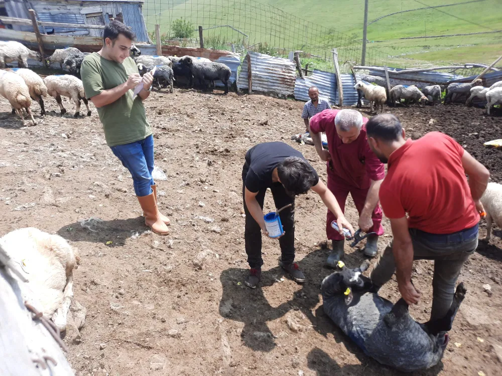 KÖPRÜBAŞI’NDA HAYVAN SAĞLIĞINA DESTEK