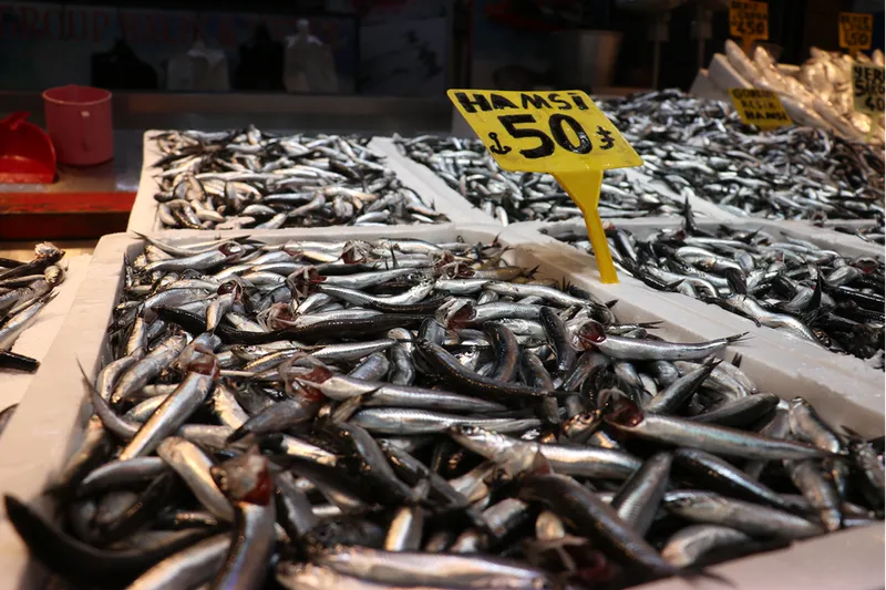 Hamsi bolluğu Trabzon