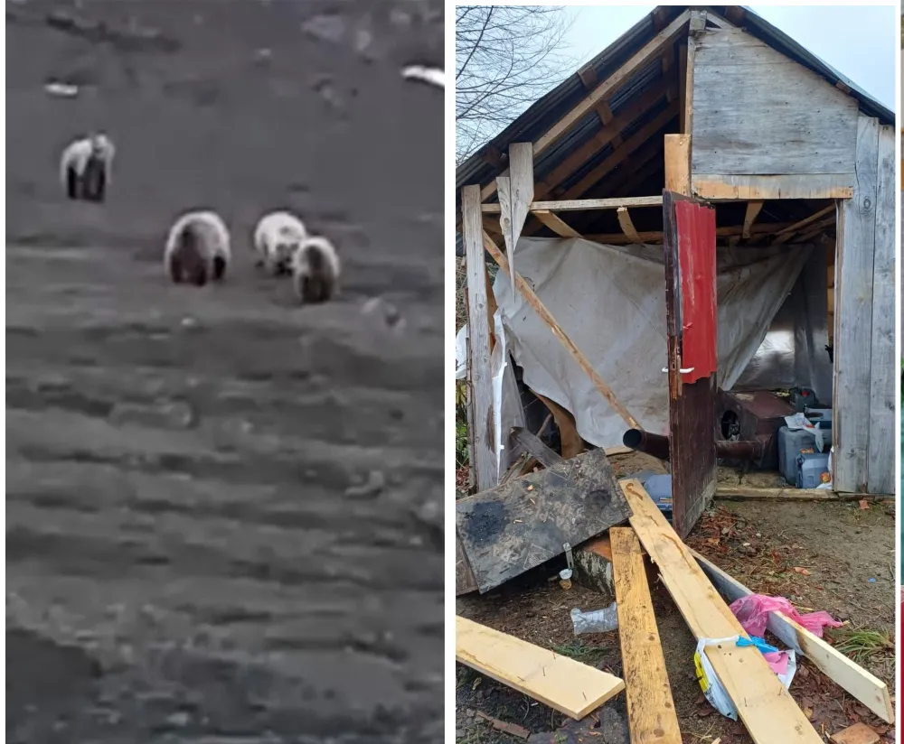 MUHTARDAN AYI TEHDİDİNE ÇÖZÜM ÇAĞRISI