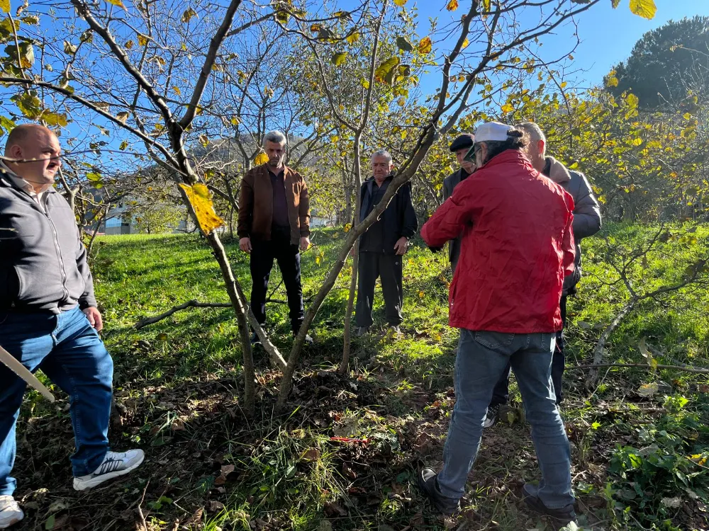FINDIKTA HASAT BİTTİ, BAKIM BAŞLADI