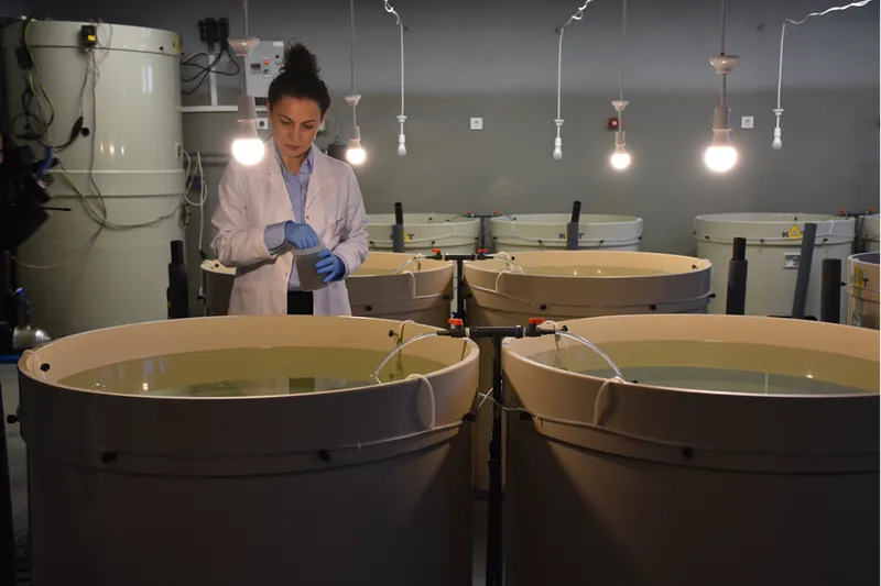 Kalkan balığının sürekliliği için 28 yılda 120 bin yavruyu Karadeniz