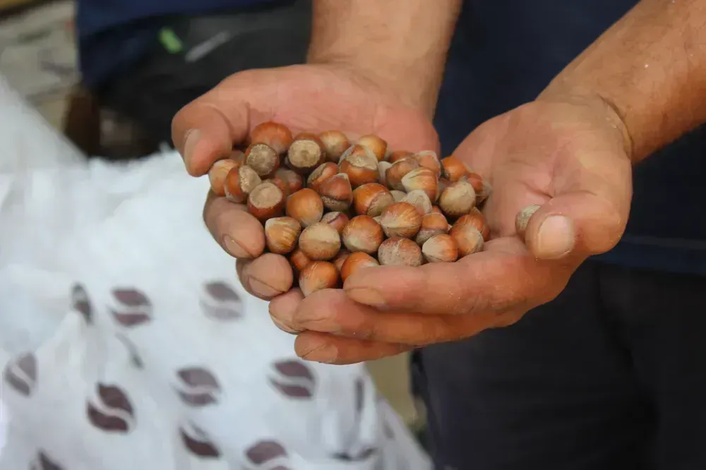 FINDIKTA DÜŞÜŞ DEVAM EDİYOR
