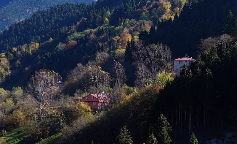 Dağların eteğindeki Hamsiköy oyuk ağaçlarıyla fotoğraf tutkunlarına alternatif sunuyor