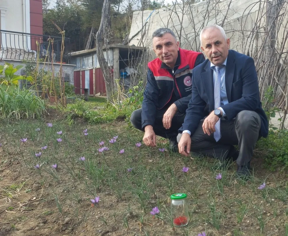 AKÇAABAT’TA SAFRAN DENEMESİ