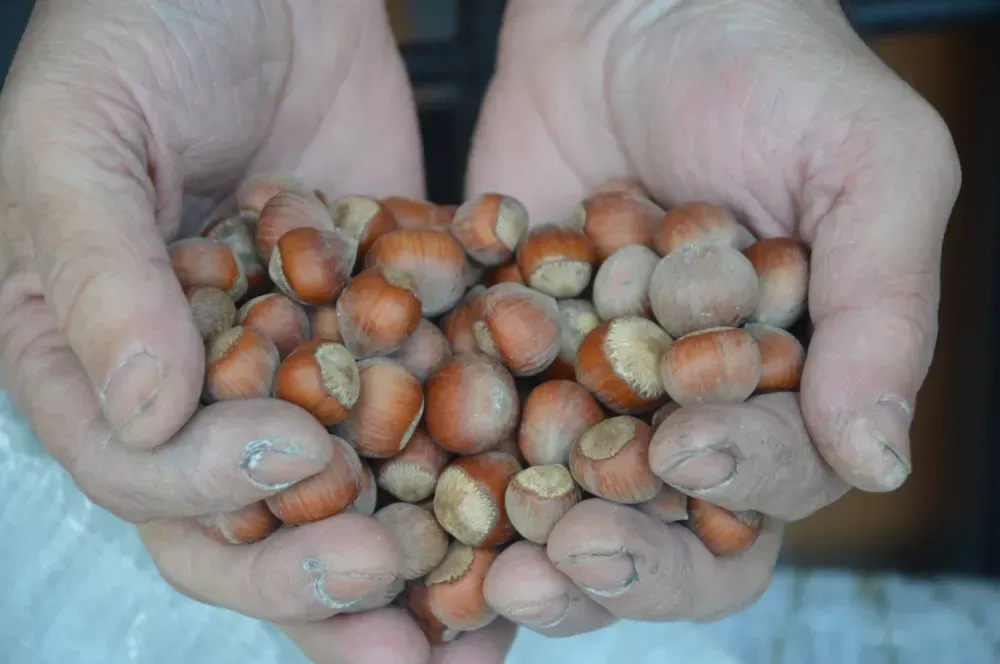 FINDIKTA DÜŞÜŞ DURMUYOR