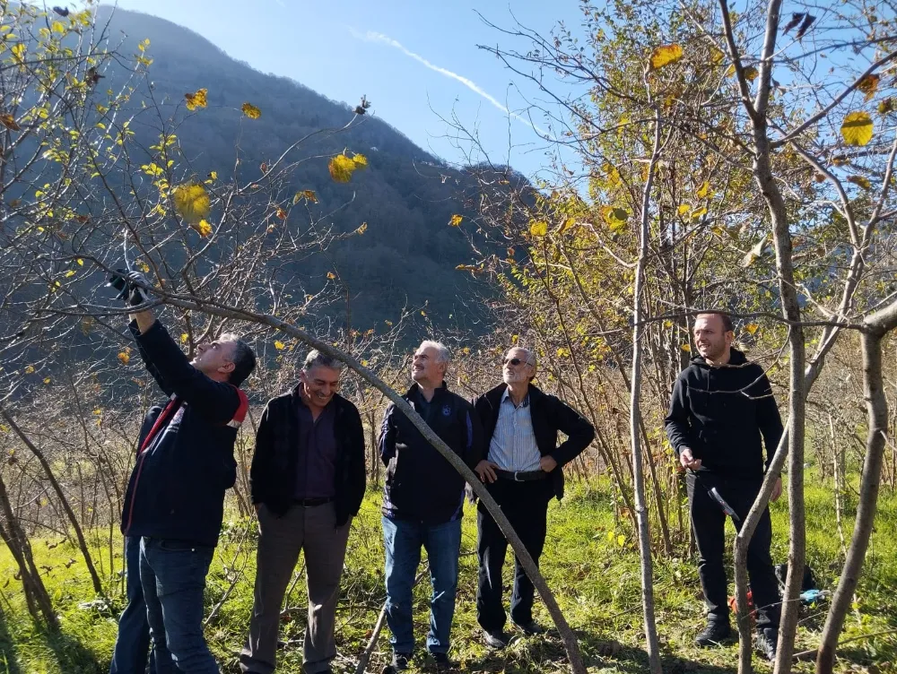 MEŞELİ’DE FINDIKTA VERİM HAMLESİ