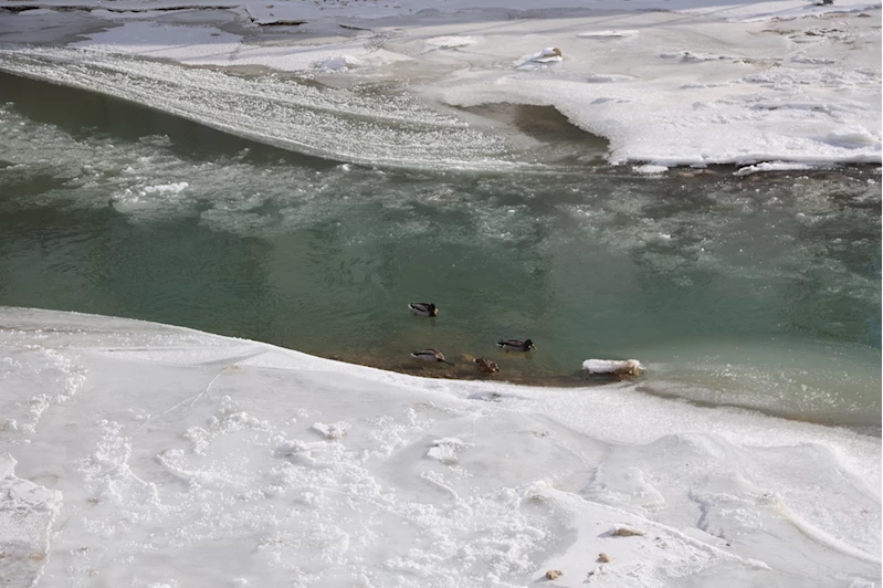 Karadeniz'de kar yağışı ve soğuk hava etkili oluyor
