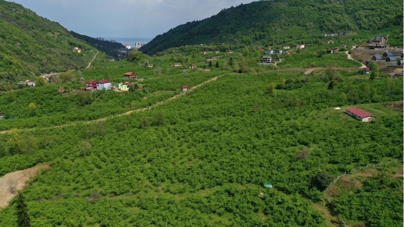 Orta ve Doğu Karadeniz
