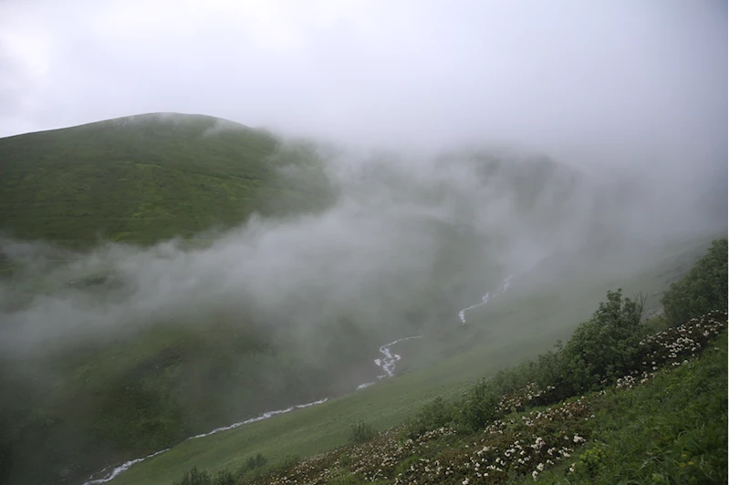 Rize