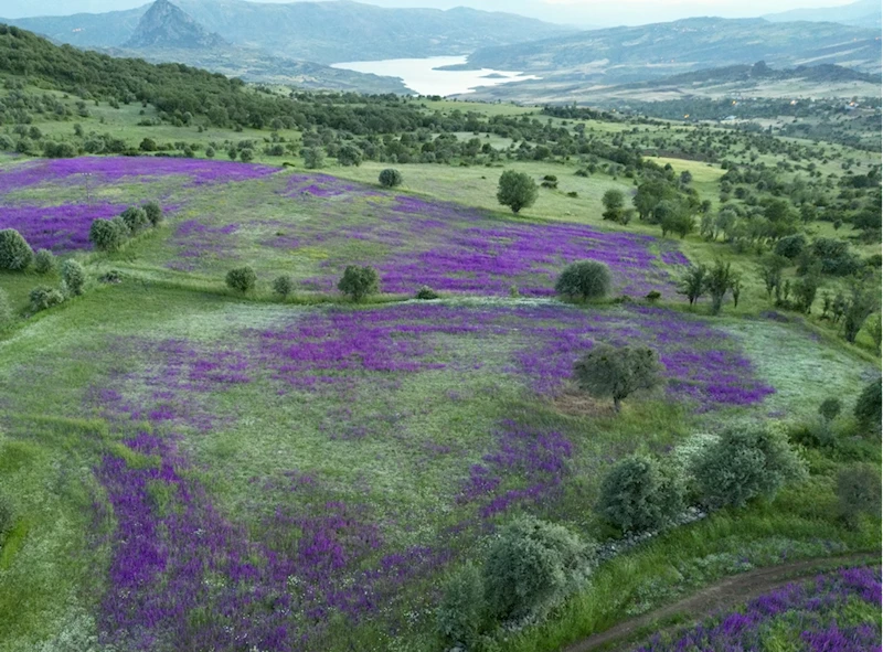 Şebinkarahisar