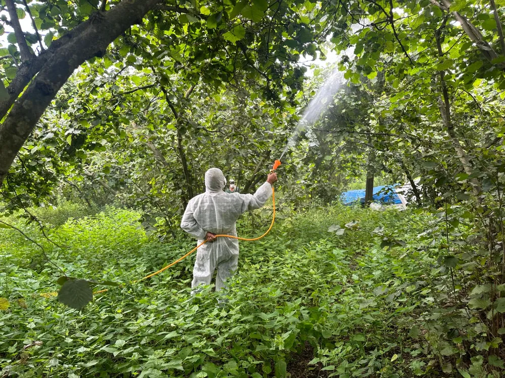 FINDIK ÜRETİCİLERİNE HAZİRAN UYARISI