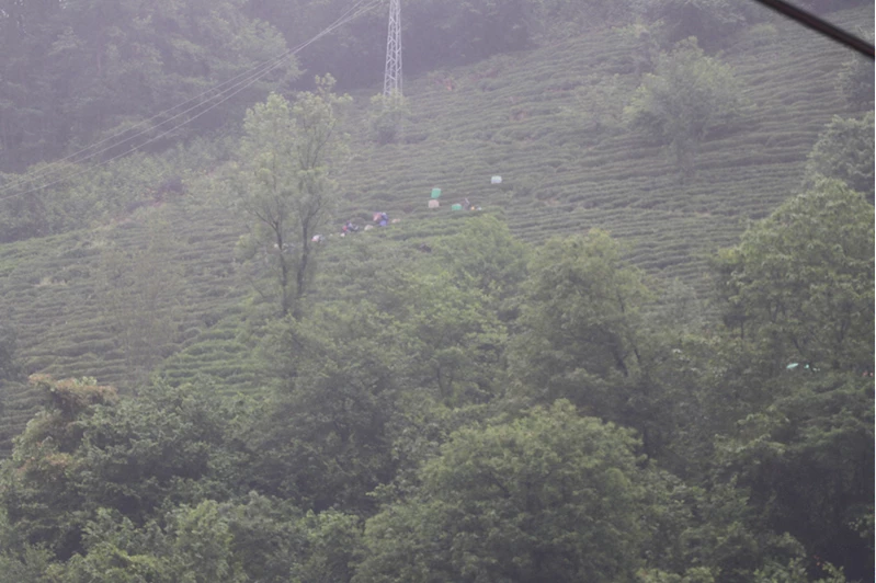 Rize