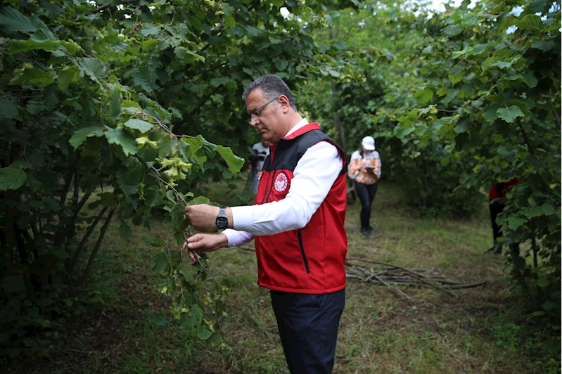 Ordu