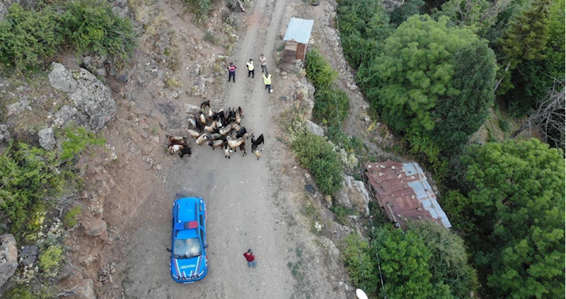 Artvin'de kaybolan keçileri jandarma ekipleri buldu