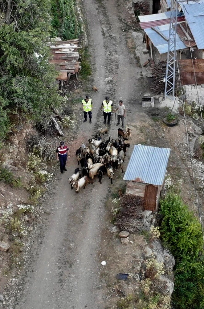 Artvin'de kaybolan keçileri jandarma ekipleri buldu