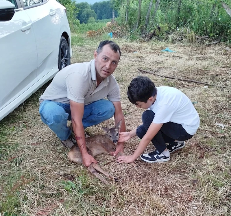 Ordu