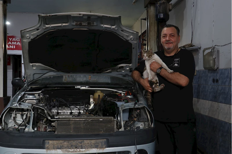 Motor ustasının "Psikopat" kedisi sanayinin maskotu oldu