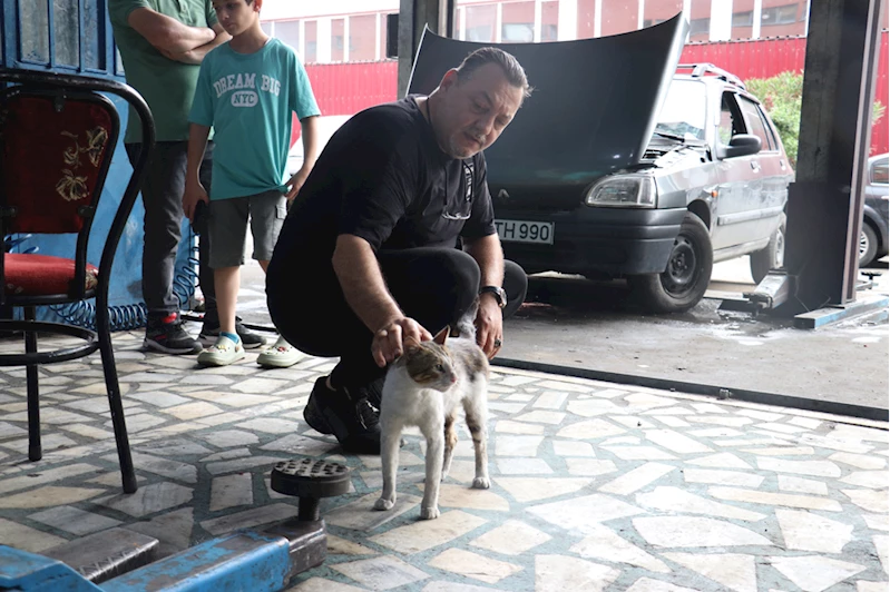 Motor ustasının "Psikopat" kedisi sanayinin maskotu oldu