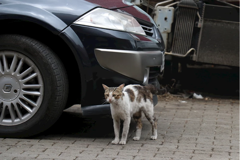 Motor ustasının "Psikopat" kedisi sanayinin maskotu oldu