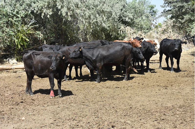 Gümüşhane'de Kırsalda Bereket Hayvancılığa Destek Projesi çalışmaları sürüyor