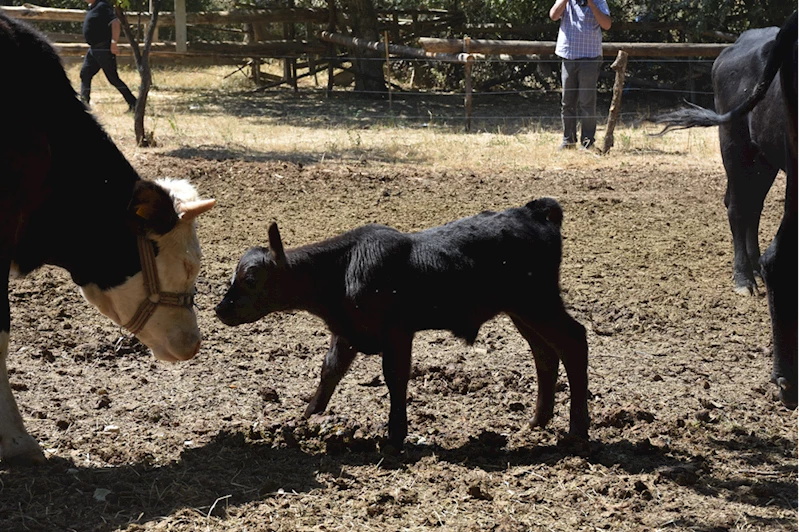 Gümüşhane'de Kırsalda Bereket Hayvancılığa Destek Projesi çalışmaları sürüyor