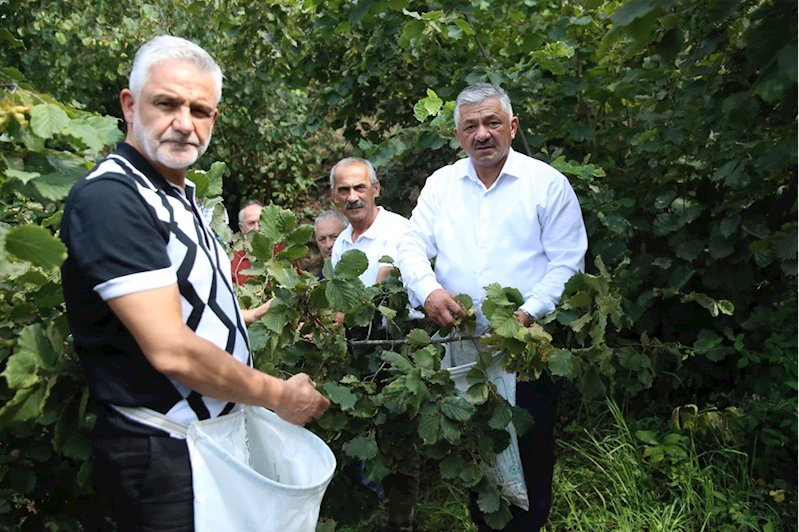 TZOB Yönetim Kurulu Üyesi Soydan, fındık üreticileriyle hasat yaptı