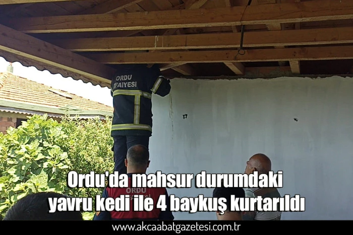 Ordu